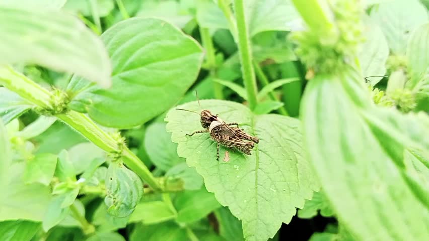 The short-horned brown grasshopper of the Acrididae family has a yellowish white pattern on its neck perched on a leaf 4