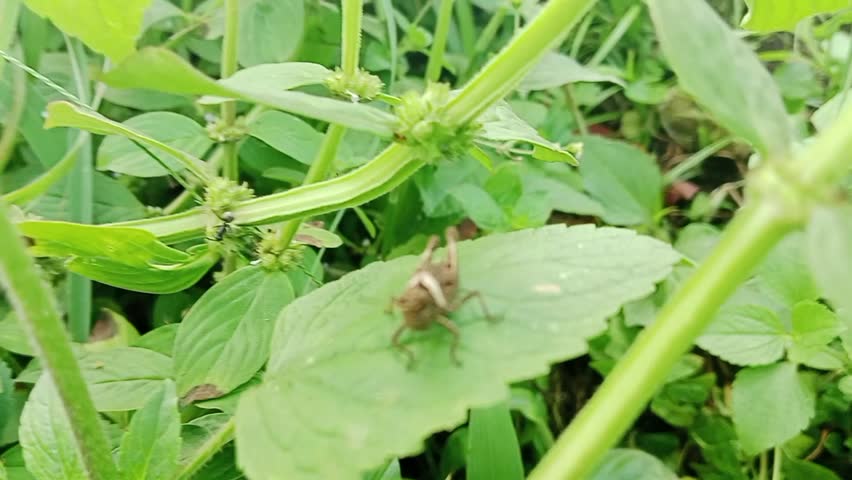 The short-horned brown grasshopper of the Acrididae family has a yellowish white pattern on its neck perched on a leaf