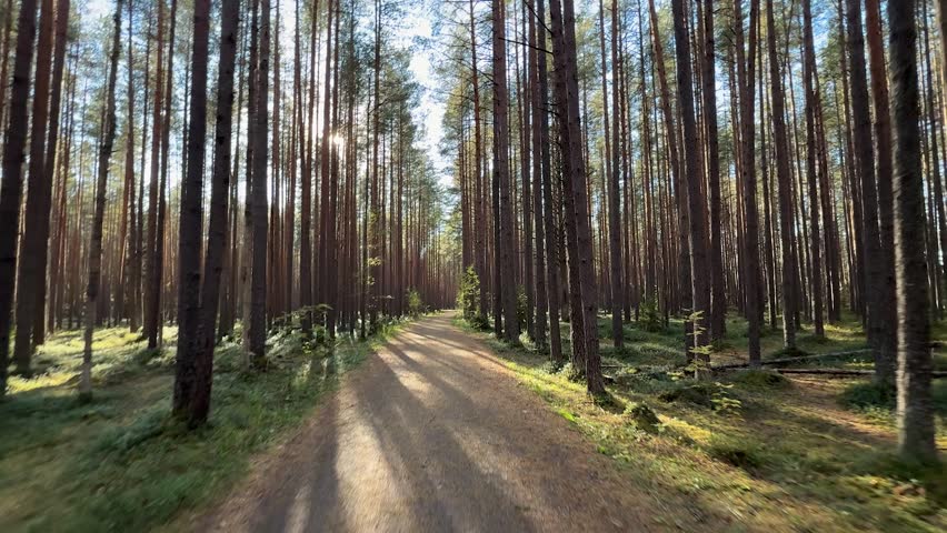 Sunlit Pine Forest Trail – Peaceful Nature Path for Outdoor Travel and Wellness