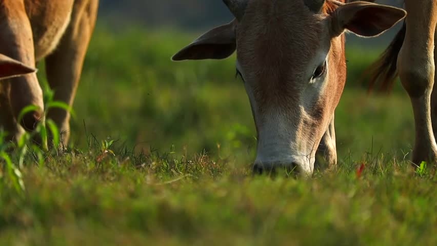 Close-up view of a cow grazing on fresh green grass in an open pasture during daylight. Natural livestock scene representing agriculture, dairy farming, sustainable farming, rural life, animal husbandry, and peaceful countryside living.