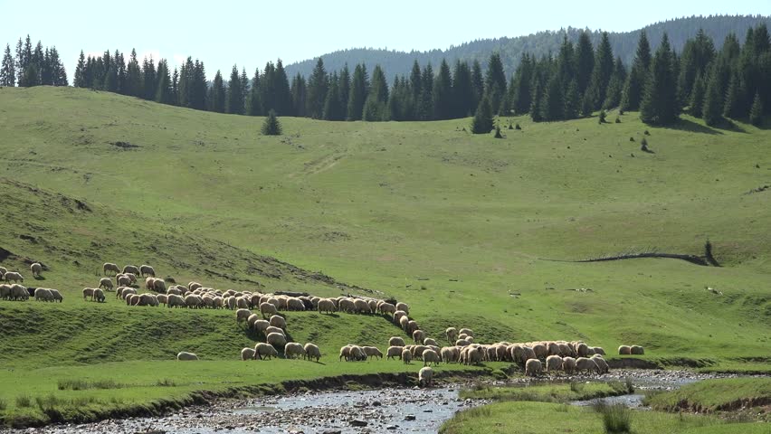 Flock of Sheep Grazing Mountain Pasture Summer Alps