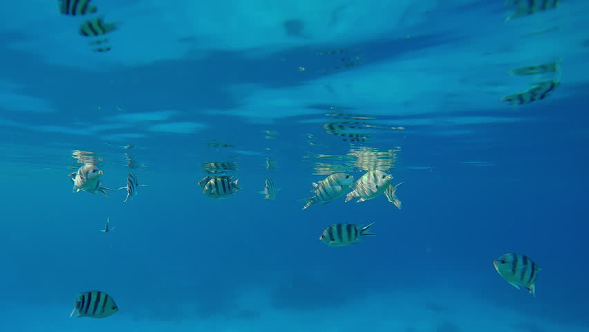 School of Sergeant major fish, Abudefduf vaigiensis swims under the turquoise water surface reflecting in it during the doldrums and eat plankton from the surface film