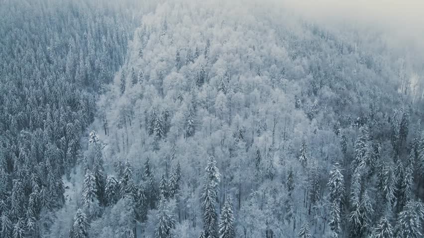 aerial footage capturing a dense, snow-covered coniferous forest on the slopes of the Carpathian Mountains, near Torun Pass, Ukraine, during winter. The scene depicts a serene, cold, and pristine natu