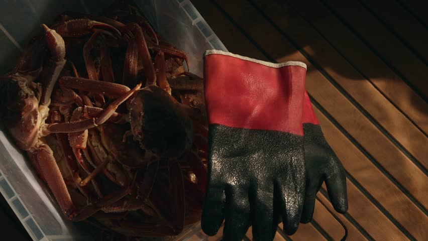 Catch of king crabs sits in large plastic container next to rubber gloves on deck of motorboat during deep-sea fishing trip.