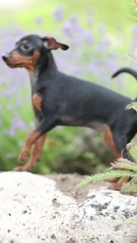 A miniature pinscher puppy outdoors in a park. A cheerful pinscher jumping, posing, portrait.