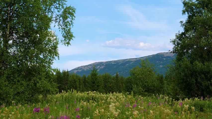 A beautiful summer view of a lush green meadow filled with wildflowers and grasses, framed by dense forests of birch and pine trees, leading up to a rolling mountain range under a blue sky with light