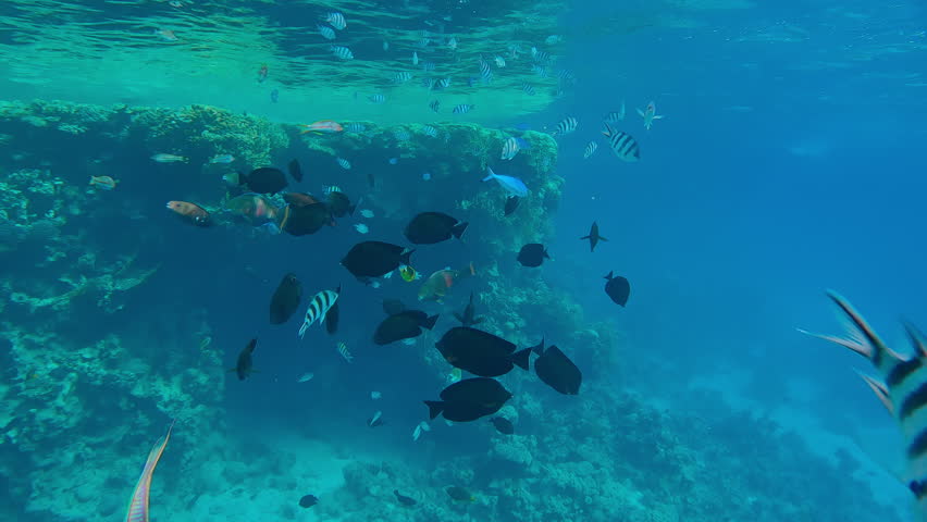 A mixed school of tropical fish of many different species swim together in the turquoise water below the surface near the coral reefs.