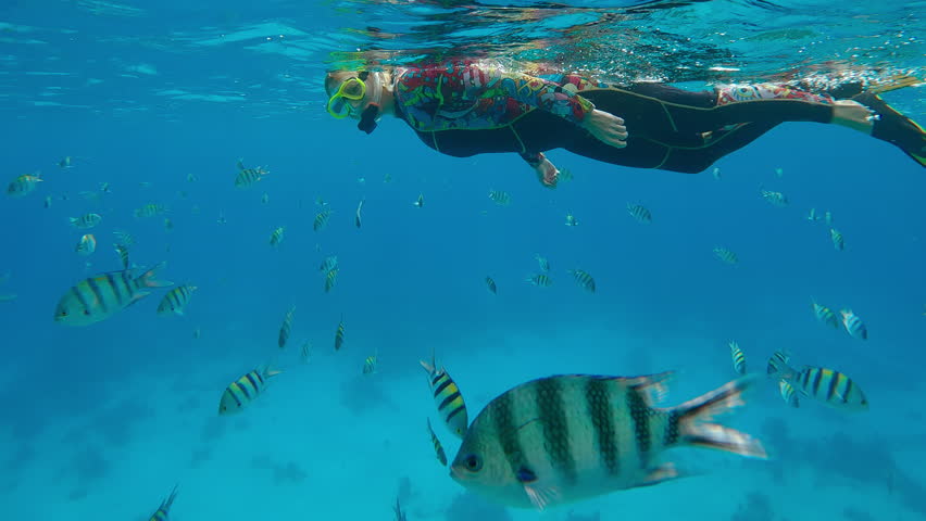 A woman in snorkeling gear swims below the surface watching and flirting with a group of Indo-Pacific Sergeant, Abudefduf vaigiensis