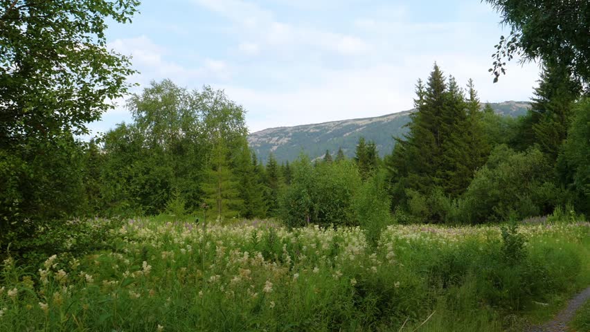 A scenic view of a vibrant green meadow filled with tall grass and wildflowers, bordered by a dense forest of coniferous and deciduous trees, with rolling hills in the background under a partly cloudy