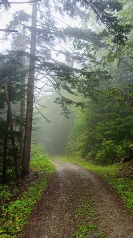 Misty forest road in conifer trees. Gravel path curving through dense evergreen woods with green undergrowth, fog in background, outdoor wilderness, daylight.