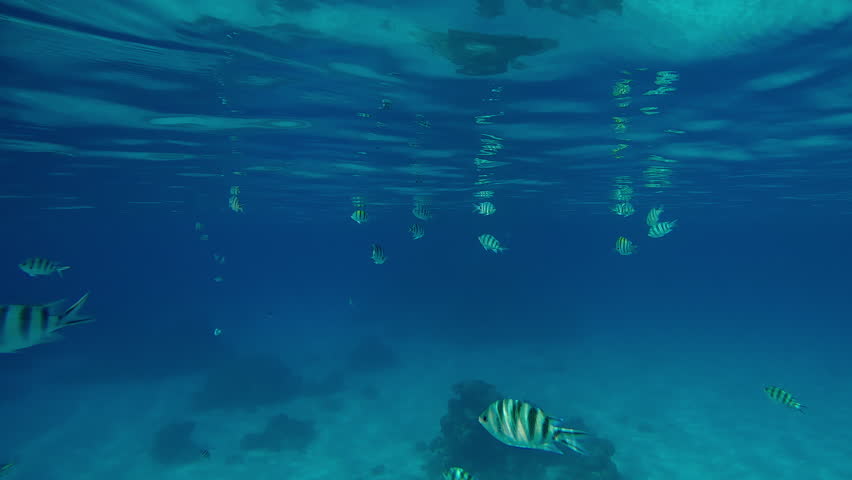 School of Indo-Pacific Sergeant, Abudefduf vaigiensis swimming in the blue water below the calm surface reflecting in it by daylight.