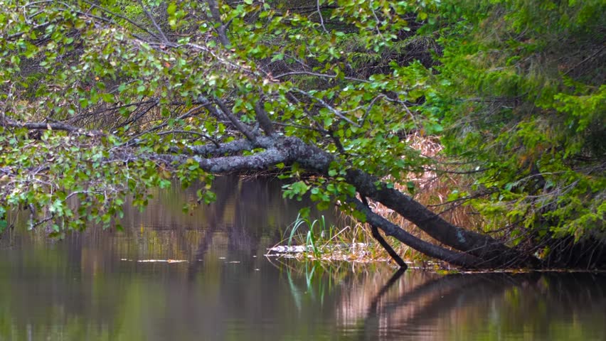Tranquil footage capturing a peaceful riverbank in the Southern Urals region of Russia, featuring lush green foliage and a fallen tree branch over calm water.