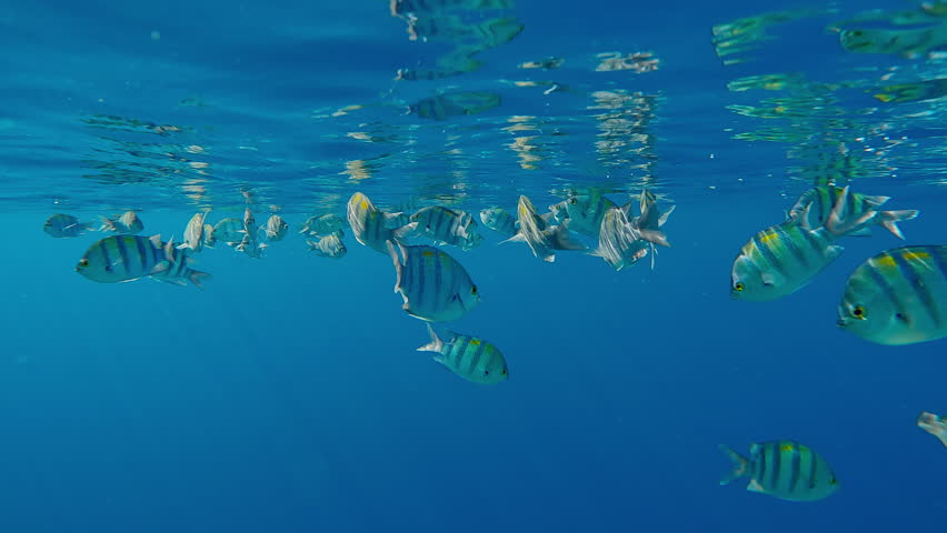 Close up of Five-banded Sergeant fishes, Abudefduf vaigiensis feeding on plankton below the surface and reflected in it, swim in the blue water under sunbeams in sun glare, in a calm sea
