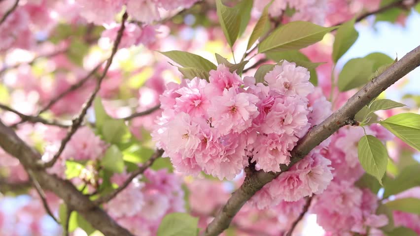 Decorative sakura tree (Japanese cherry) blooms magnificently with pink flowers. Sakura tree in full bloom. Pink sakura flowers. Natural background. Beautiful sakura flowers, floral background