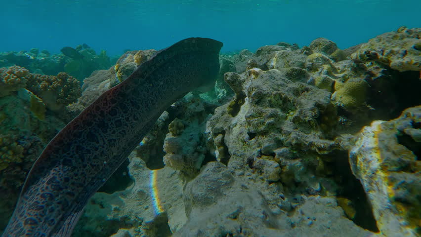 First person view following from behind the Giant Moray, Gymnothorax javanicus, as it swims full body length in shallow water between corals of the flat-top on shallow coral reef in sun glare