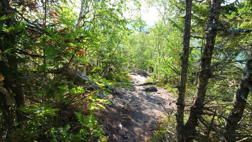 A sunny day view of a rugged, boulder-strewn forest trail on Catamount Mountain, an Adirondack peak known for its short, steep, and scenic climb through lush green trees and natural rock formations in