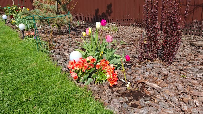 A bush of colorful tulips and other flowers grow in a flowerbed sprinkled with mulch, next to a mown grassy lawn with a lantern and a pine tree. There