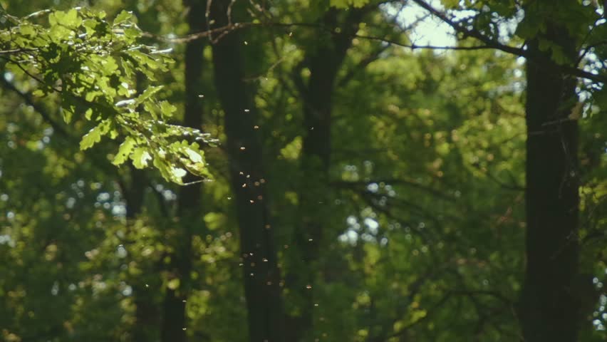 A large cloud of small flying insects, likely midges or mosquitoes, illuminated by bright sunlight in a green forest environment. Footage taken in the Southern Urals region of Russia, capturing a natu