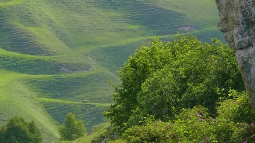 aerial footage captures the stunning natural beauty of Matlas Canyon in Dagestan, part of the Caucasus Mountains. The landscape features rolling, verdant hills covered in lush greenery, distinct terra