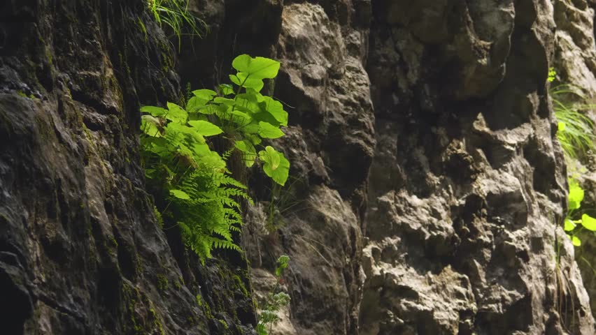 Close-up footage capturing resilient, bright green foliage and ferns growing from a dark, textured rock wall in the picturesque Matlas Canyon, a natural landmark in the Caucasus Mountains of Dagestan,