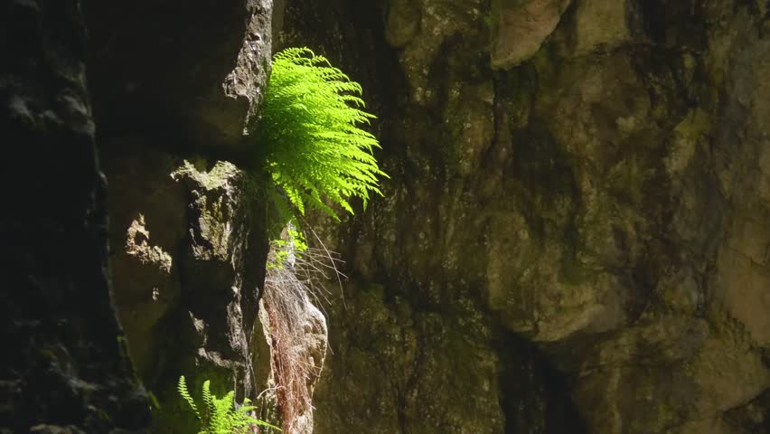 A close-up shot captures the vivid, bright green foliage of a small plant, possibly a type of moss or fern, thriving on a dark, moist rock face within a canyon environment.