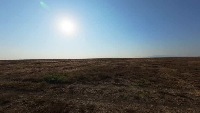 Point of view from a safari vehicle driving past a large herd of zebras grazing on the vast open plains of the Serengeti, Tanzania.