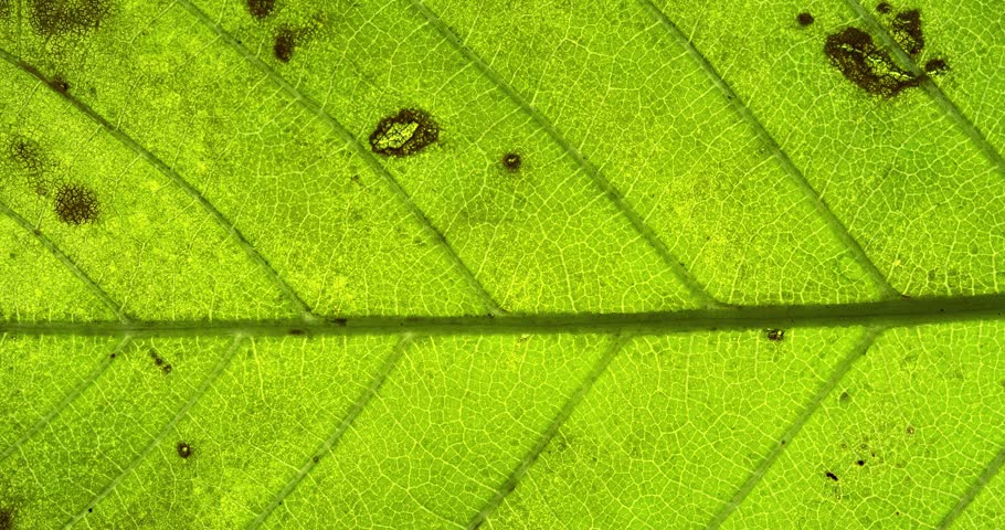 Stop-motion macro of green leaves with visible veins and natural texture. Organic botanical background for nature, ecology, wellness, and design use.
