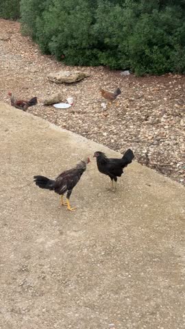 Two angry young wild rooster fighting on touristic part of Mallorca island in Spain. Wild birds, spanish nature, Cala D