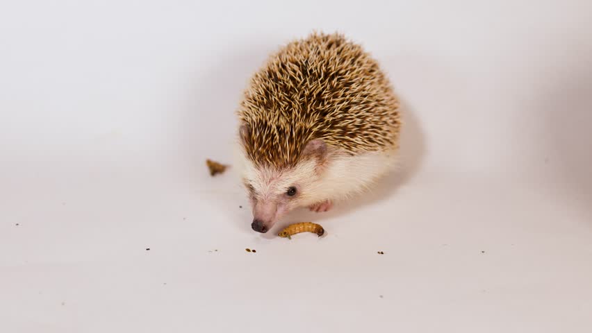A pet African pygmy hedgehog eats a mealworm larva on a plain white studio background