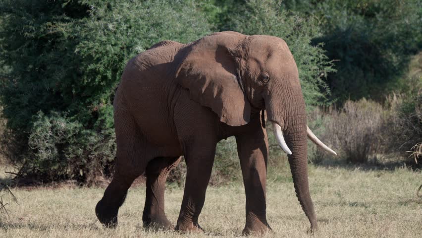 Adult African elephant digs the ground with its foot while flapping ears, displaying natural behavior in a green savanna environment during daylight.