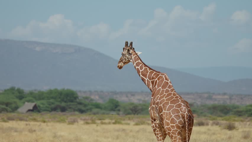Reticulated giraffe standing in open savanna with trees and distant mountains under clear sky.