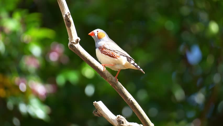 A male zebra finch (Taeniopygia guttata) with distinctive orange cheek patches, perched on a branch and looking around its surroundings, billing wiping against the tree branch, close up shot.