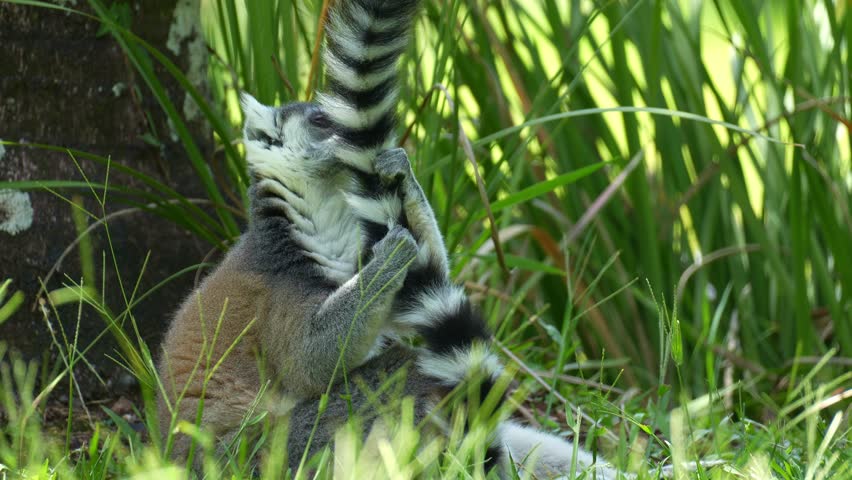 A ring-tailed lemur (Lemur catta) sits on the grassy ground under the shade, holding and grooming its distinct long black-and-white ringed tail, close up shot.