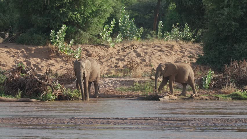 Two African elephants walking toward a riverbank surrounded by sandy soil and dense green vegetation in the dry savanna landscape of Samburu National Reserve