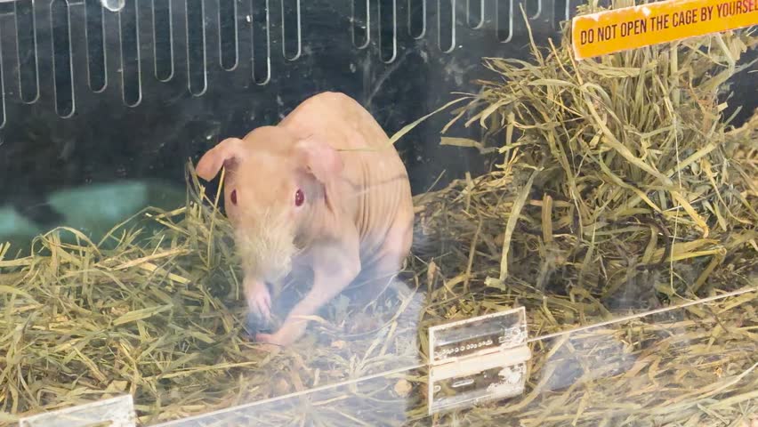 A pink hairless guinea pig cleans its face while sitting on hay inside a cage