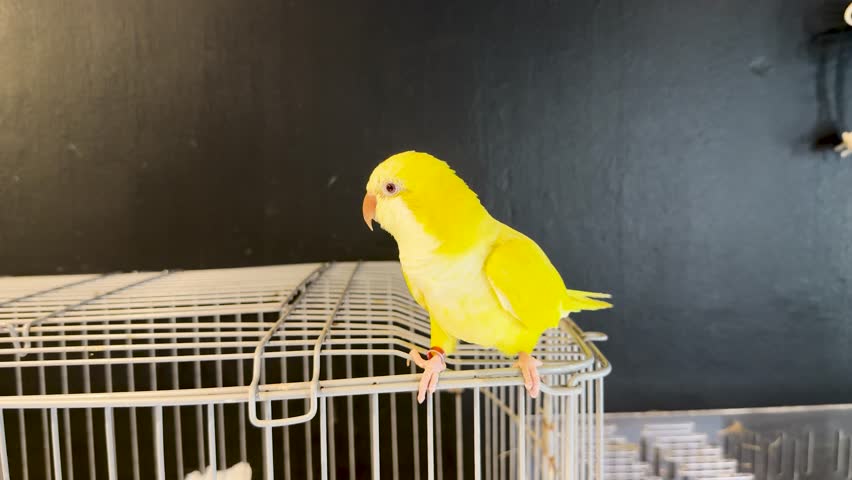 A bright yellow monk parakeet sits on a metal cage against a dark background