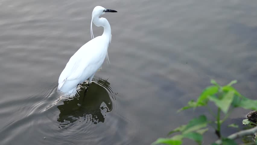 White Little Egret Walking in Water Searching for Food. natural habitat, hunting for fish with a graceful posture and sharp focus.