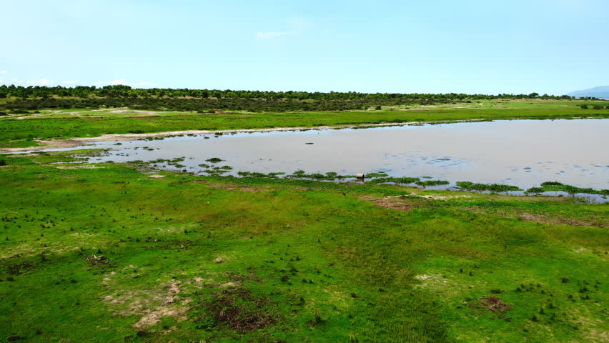 Serene Wetland With Lush Greenery, Tranquil Marshland Reflecting Bright Blue Skies And Lush Vegetation. Media