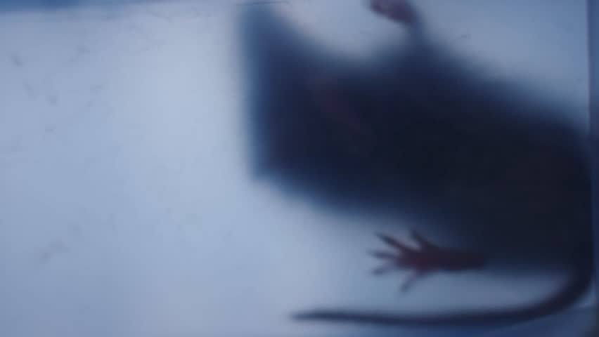 Mouse inside plastic pest control trap. Silhouette of rodent in plastic box. Concept of pest control at home and household hygiene