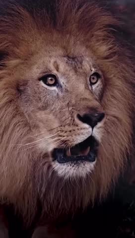 Majestic lion roaring with a powerful open mouth displaying sharp teeth and a thick mane framing its face in a fierce expression.