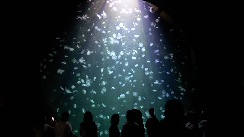Silhouetted visitors stand in awe before a large illuminated aquarium tank filled with glowing moon jelly drifting gracefully through deep blue water in Singapore Oceanarium. Soft light beams from above highlight the translucent forms, creating a serene, immersive, and atmospheric underwater scene in a public aquarium or marine exhibition space.