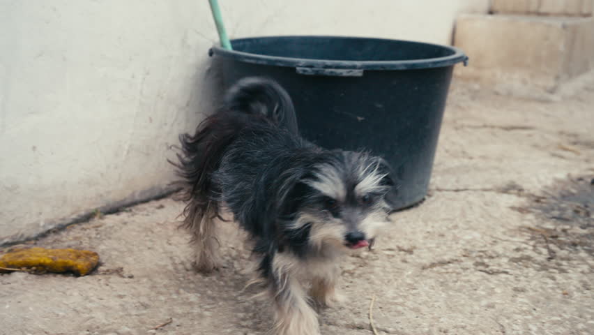 A small, scruffy dog with long fur looking directly at the camera with a charming and expressive face. Its wide eyes and open mouth form a joyful, unmistakable smile.