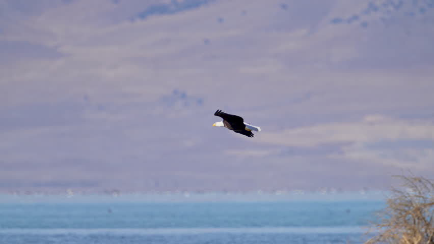 Bald Eagle gliding in slow motion over Utah Lake to steal a fish from another.