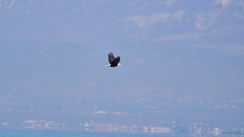 Bald Eagle flying through Utah valley on smoggy day in slow motion.