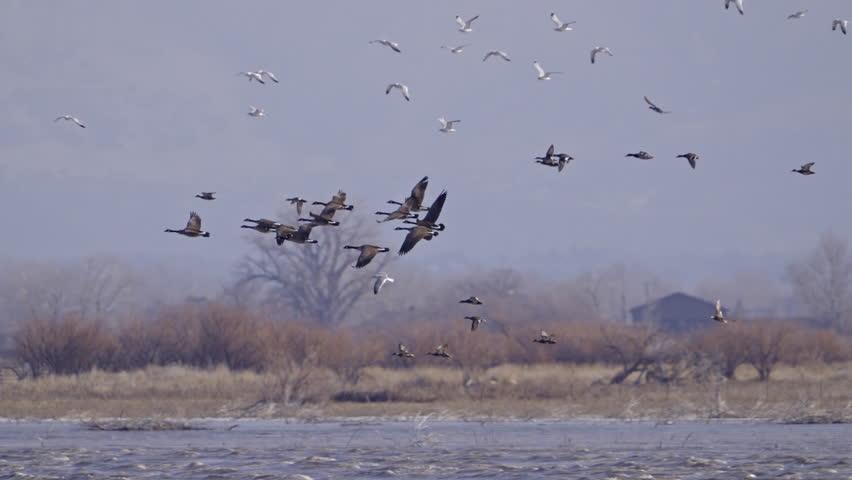 Geese flying over Utah Lake with other birds in slow motion on a windy day.