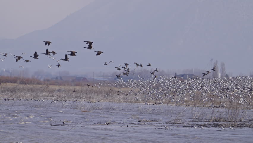 Geese and seagulls flying in the wind in slow motion over Utah Lake with other waterfowl.