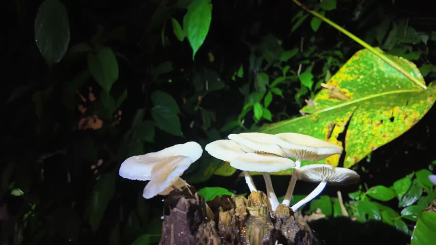 Close-up of white gilled mushrooms clustered on a decaying tree stump in a tropical rainforest at night, showcasing the rich biodiversity of Sarapiquí, Costa Rica.