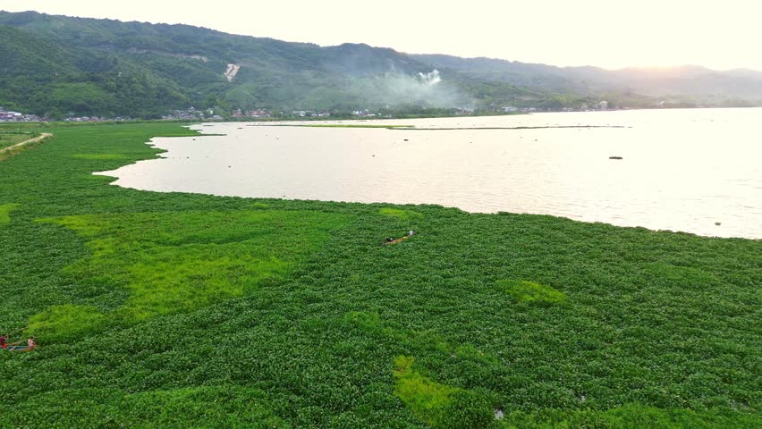 Aerial view of a small wooden boat in the middle of the water hyacinth