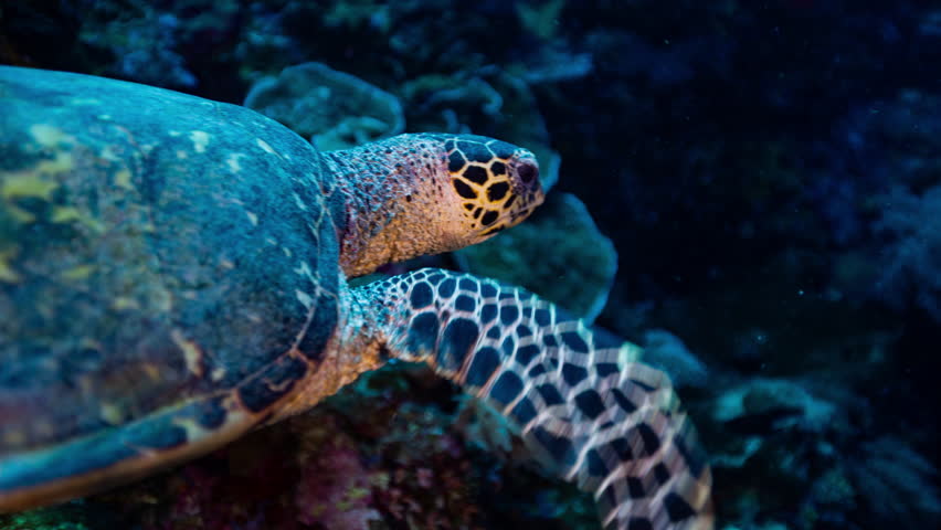 Medium shot of swimming Hawksbill Turtle, shallow depth of field.