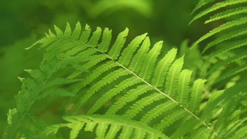 A close-up view of vibrant, green fern leaves (Polypodiophyta) growing in a natural forest environment. The leaves are lush and healthy, with sunlight filtering through them, creating a beautiful natu